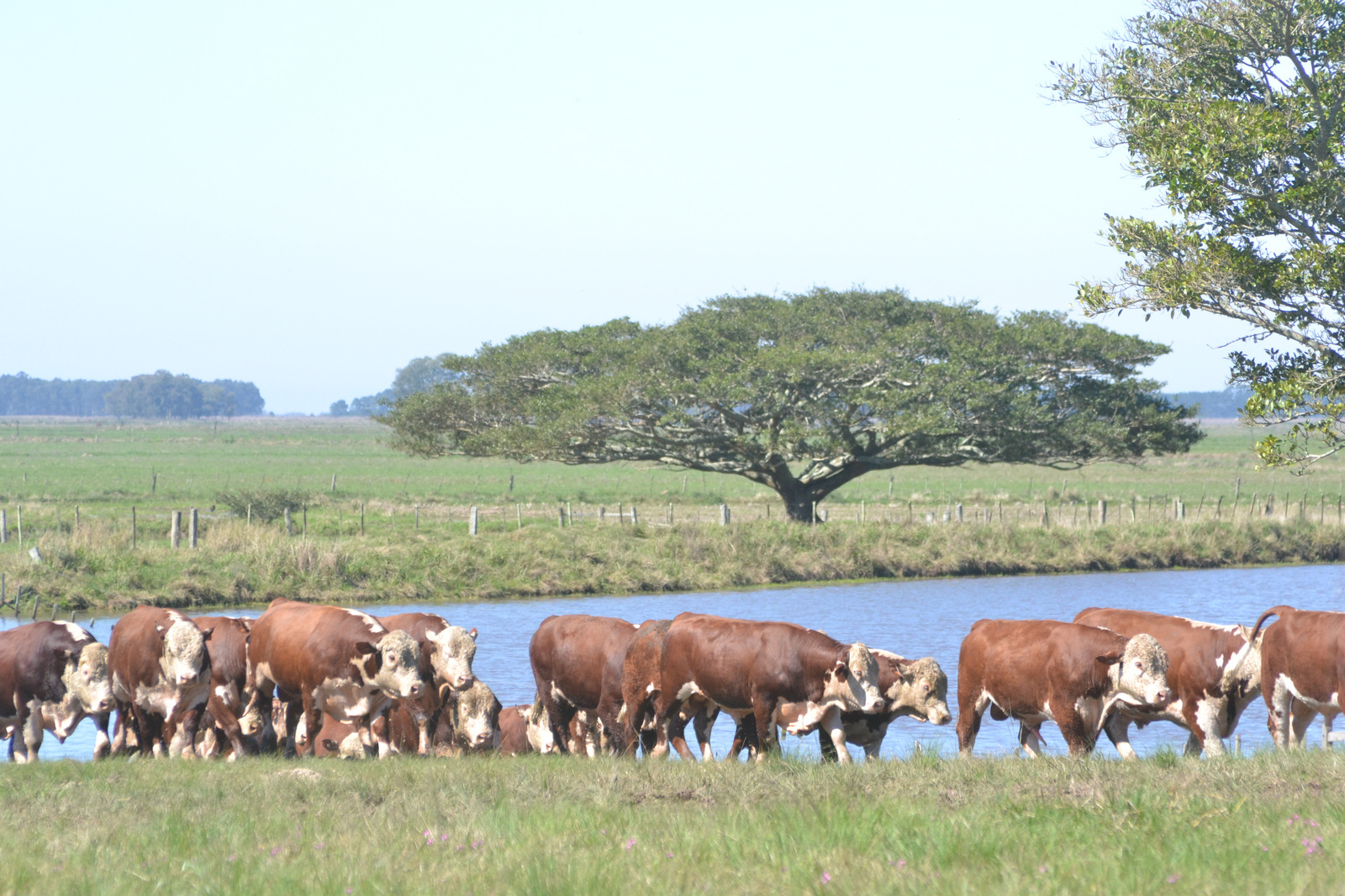 Venda de touros POLLED HEREFORD